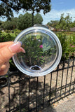Lid